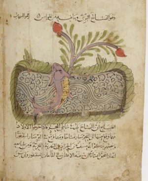 58-Kitabu menâfiul hayavân. İbni Bahteşeyu. arapça yazma  115 sayfa. Hicri 874 yılı